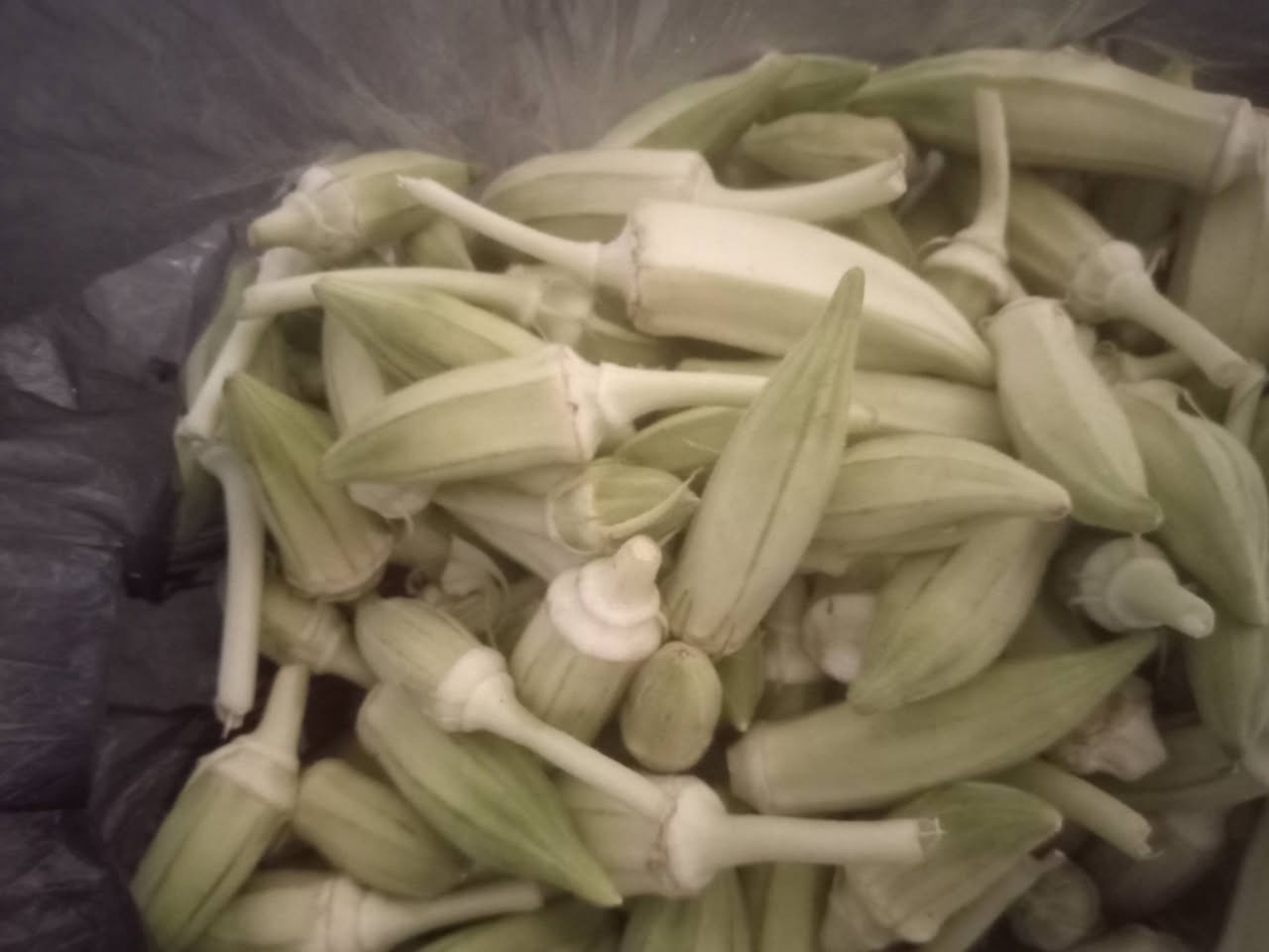 باميه نص كيلو بالف ونص وطرعوزي كيلو بالف روبيه كيلو بالفين   بيتنجان مكدوس كيلو بالف توصيل داخل راوه فقط الف


**إذا كنت صاحب هذا الإعلان وتريد حذفه لأي سبب، رجاءا أرسل رسالة إلى الدعم الفني**
