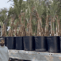 فسائل برحي حر • احجام كبيرة • بصرة ابي الخصيب