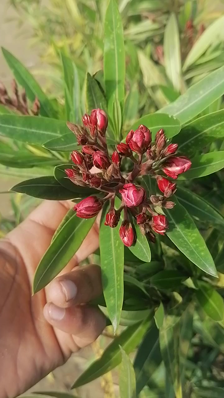 عروض عروض عروض
نهاية موسم وزرع بلاش بسعر التكلفه وتدللون
النجف الاشرف ناحية الحريه ***********
