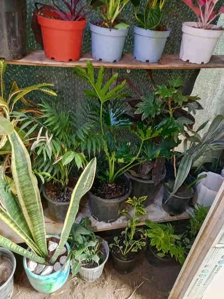 🥀🥀🥀🥀🥀مشتل الجمعيه 🥀🥀🥀
يتوفر لدينا مجموعه انواع من الظليات الداخلية
بتموس هولندي..قاروره..سندان فخار وسيراميك
الدجيل الجمعيه خلف الدفاع المدني 💯 
للاستفسار *********** واتساب مازنجر 
توجد لدينا خدمه توصيل داخل الدجيل 💯
