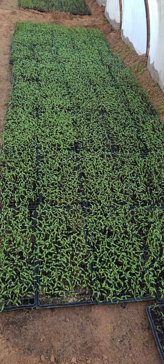 سلام عليكم  يتوفر دايات طماطه
مايكوري /والمايه،/والكلوز
*********** التواصل  
***********
