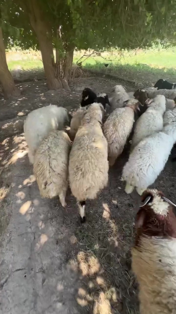 بسم الله وصلاه وسلام عل رسول الله ٣٢ طلي للبيع المكان الانبار قضاء الرمانه استفسار اتصل عل رقم ***********
