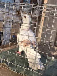 موصل • ١٣ قطعة • كحالي