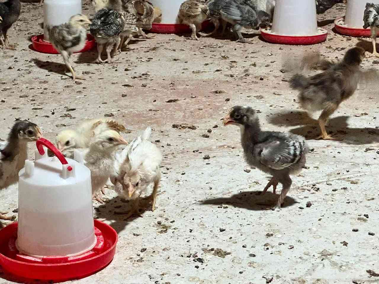 السلام عليكم يوجدافراخ عرب بيهن ابو ركيبه ومفتل للبيع العمر شهرملقحات  ونضاف من اي مرض مال جنيه  سعر التك ٣ الف
العنوان تكريت البعوعجيل ***********
