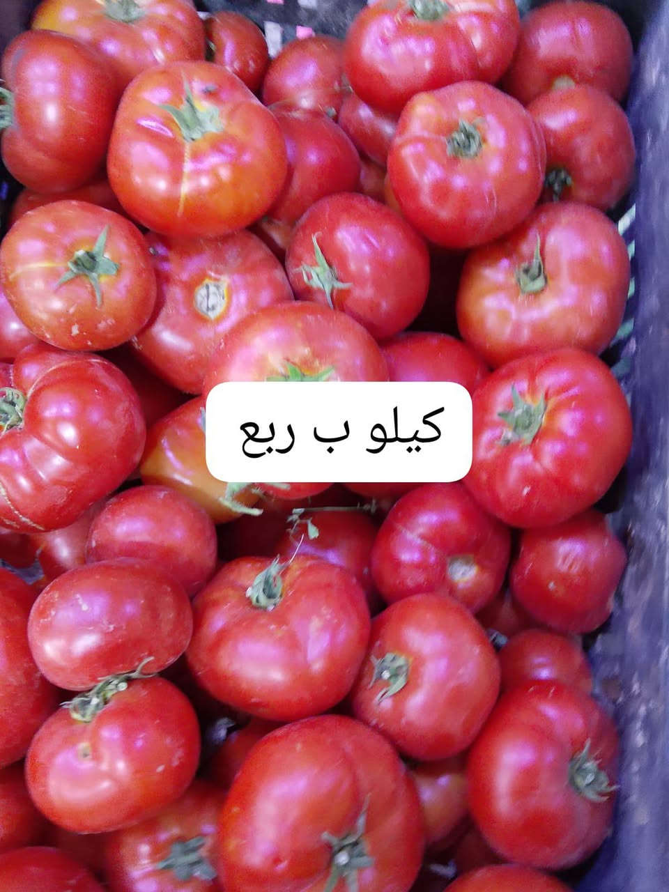 العروضات نار 🔥 اليوم داخل  علوه رانيه الشارع العام مقابل القوس مجاور كوالدن هوم السعار حلوه وخيصه
طماطه الكيلو ب250🍅🍅🍅
خوخ 🍑 بكافة انوعه 1500🍑🍑
تفاح عراقي 1000🍎🍎
برتقال 1000
بطيخ 500
ركي 4كيلوت ب1500
الؤ فوال 2000
تفاح احمر فوال 1500
مشمش ايرني 1500
مشمش 🍯 3000
موز 1500🍌🍌
ليمون 🍋 3000
لالنكي أفرقي 2000
بطاطه 750🥔🥔🥔🥔
خيار 1000🥒🥒
خيار وسط 500
اسود معلق 750
اسود أرضي 500
بصل كافة انوعه 750
جزر 1000
شونذر 1000
كيلو بامية 2000
لوبيه 1500
بطيخ 🍉 500
جميع انواع الفوكه والخضار رخيصه وتازه حياكم الله والف هله بيكم علوه رانيه ترحب بيكم تعليق ولايك من اديكم الحلوه ساعدنه علا نجاج

 علوة رانيه 
العروضات نار 🔥 اليوم داخل  علوه رانيه الشارع العام مقابل القوس مجاور كوالدن هوم السعار حلوه وخيصه
علوه رانيه


**إذا كنت صاحب هذا الإعلان وتريد حذفه لأي سبب، رجاءا أرسل رسالة إلى الدعم الفني**