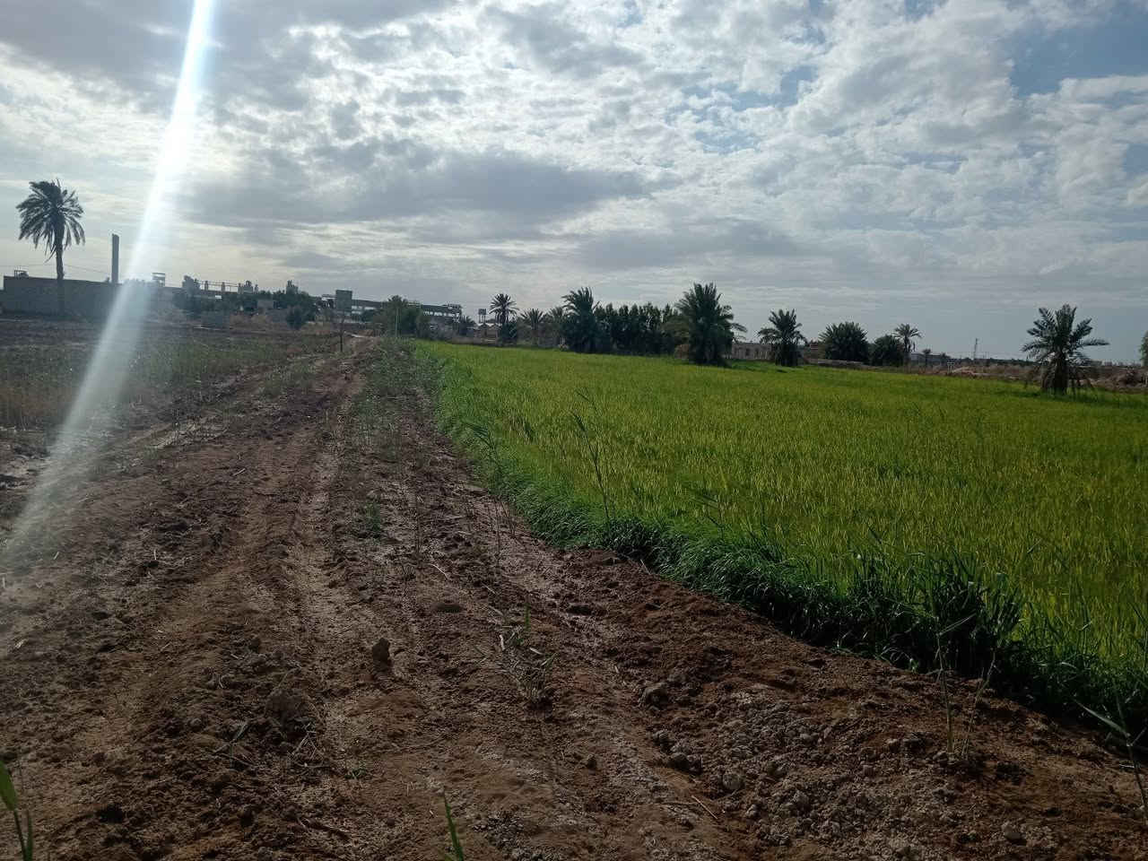 دونمين طابو زراعي سند 25
أرض مزروعه حنطه يم معمل الأسمنت الكوفه سعر الدونم الواحد 35 وبي مجال للاستفسار الاتصال على الرقام او مراسلة الوتساب
***********
***********
