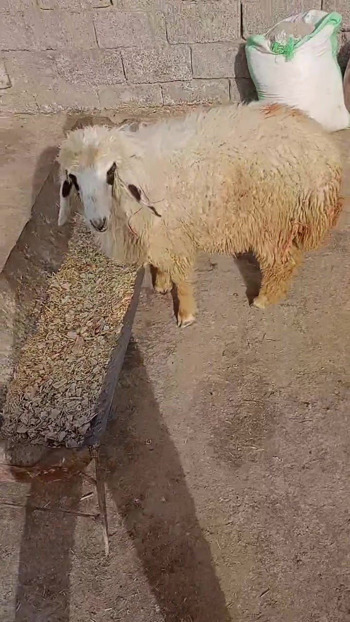 السلام عليكم طلي للبيع سمين وخير من الله
لليريد ضحايا او گصابه او جني الشراي مكاني الكوت الخاجية شارع بدرة وهذا رقمي ***********
