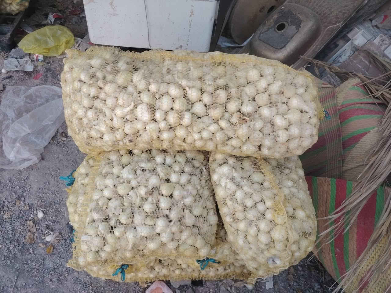 بصل حار الأبيض العريب الجرخ ناعم فسقه ومتوفر ايضاً بذور بصل سواد 
***********
المكان بابل الكفل
رجائاً اقره تفاصيل كامله اذا شراي اتصل 
متوفر بصل الأبيض الحار عريب ابو الجرخ ناعم كلش وشرط الضمان وتشوف بعينك قبل الشلاع فلاح وليس تاجر السعر حسب الخشونه الوزنه من 125 لحد ال150
