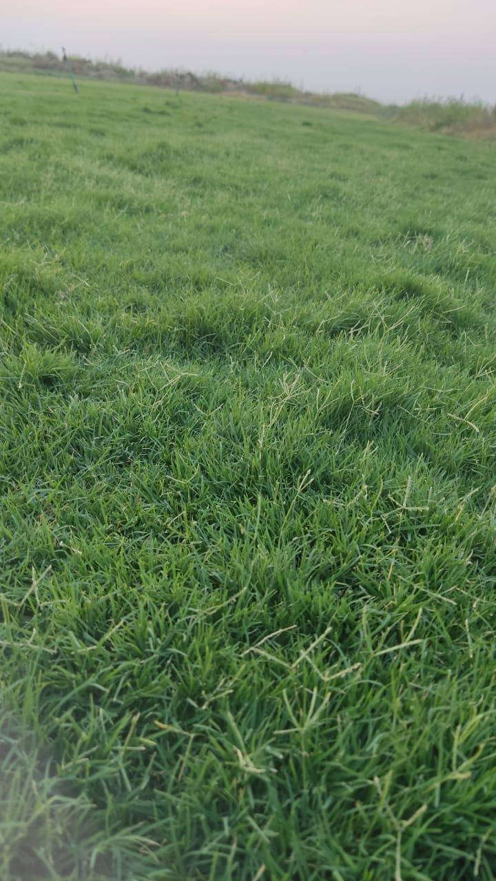 باسعار ثيل ديالى الطبيعي 🏡
أهلاً بكم في مجموعه مزارع ديالى لثيل الهندي الطبيعي 🌿🌱
 نقدم لكم افضل انوع الثيل الطبيعي عالي الجوده يتحمل كافه الضروف البيئية.🌦️🌞
دائم الخضرة🌿🌳 وباسعار تنافسيه وعروض مميزة ☘️❤️
#مستعدون لتجهيز وفرش الحدائق🏡 ودوائر الدولة🏡والمنازل🏡🏡
و تجهيز الملاعب🏟️ والمنتزهات بانسب الاسعار مع ضمان الجودة العالية في العمل👷👷

مع خدمة التوصيل خلال24ساعه🚛🚛
الاسعار 💵💸 تختلف حسب الكمية 
للاستفسار الاتصال على : 
او التواصل مع الصفحه عن طريق ارسال رسالة على الوتساب او الاتصال📞‏‪***********
