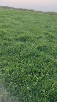 ثيل ديالى • ثيل هندي • توصيل ٢٤ساعه