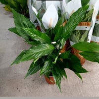 نباتات هولنديه • تجهيز حدائق • بعقوبه الجديدة