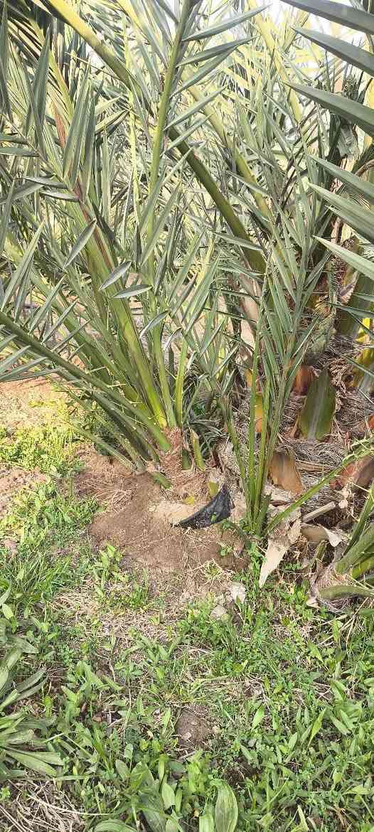 اللهم صل على محمد وآل محمد 
يتوفر لدينا فسائل البرحي والمجهول مچذر جوه امه 
العنوان بابل ناحية النيل للاستفسار الاتصال على الارقام التاليه ***********
***********للعلم القلع بحضور المشتري
