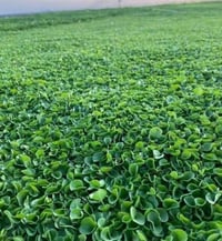 الصلات علا محمد والمحمد توفر الثيل اليطالي ثيل طبيعي   ثيل درجة ولة   ...