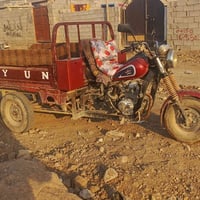 ستوته • حمره • شغاله