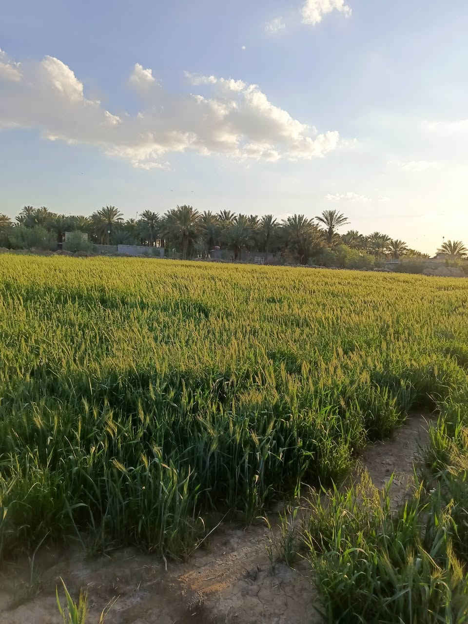 ارض ضمان
ارض ضمان
يتوفر ارض ضمان (14 دونم) قريبة على الشارع ويتوفر كافة الخدمات من الماء والشارع ومحاطة بالانهر من جهاتها والتفاصيل داخل الصور وللاستفسار اكثر اتصال‏‪***********‬‏
