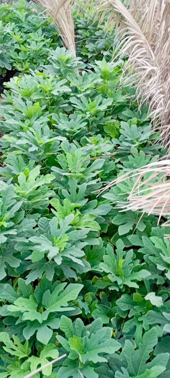 على بركة اله
🌞🌴.... البيع. شتلات تين ....🌴🌞🌴 
     🌞🌱تين اسواد تين بن مسلم🌱🌞🌱
     🌞 🚨.  المكان    بابل.      الكفل.🚨🌞
     🌞 جمله فقط
     🌞 جمله فقط
     🌞جاهز الزراعه 🌴🌴
     🌞اقل كميه ١٠٠ شتله 
     🌞التصال ***********📞📞
     🌞رتفاع متر. وأكثر🎄🎄 . حجم سندانه كيلوين 
     🌞ملاحظه. الشراي. يتصل🪩🪩
