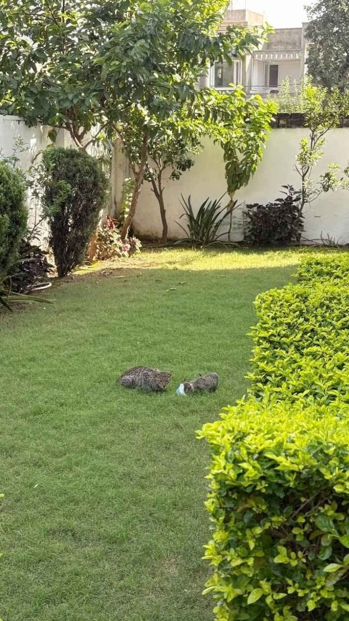 مستعدون لقص الثيل 🌿
وتقليم الاشجار كافه وزراعه الورد 🌲
وعمل المقرنص مع ترتيب كامل 📦
اتصلو شغل يعجبكم باذن الله ***********
