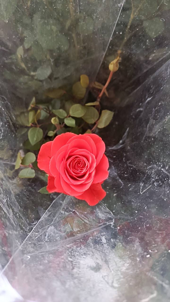 السلام عليكم
مشتل سيد حسين قرب جسر الصويره 
يوجد كافت انواع الأشجار الحمضيات والضليات والزينه 
ودايات البيتنجان والطماطه والفلفل
***********
