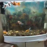 حوض سمك • للبيع • العبيدي