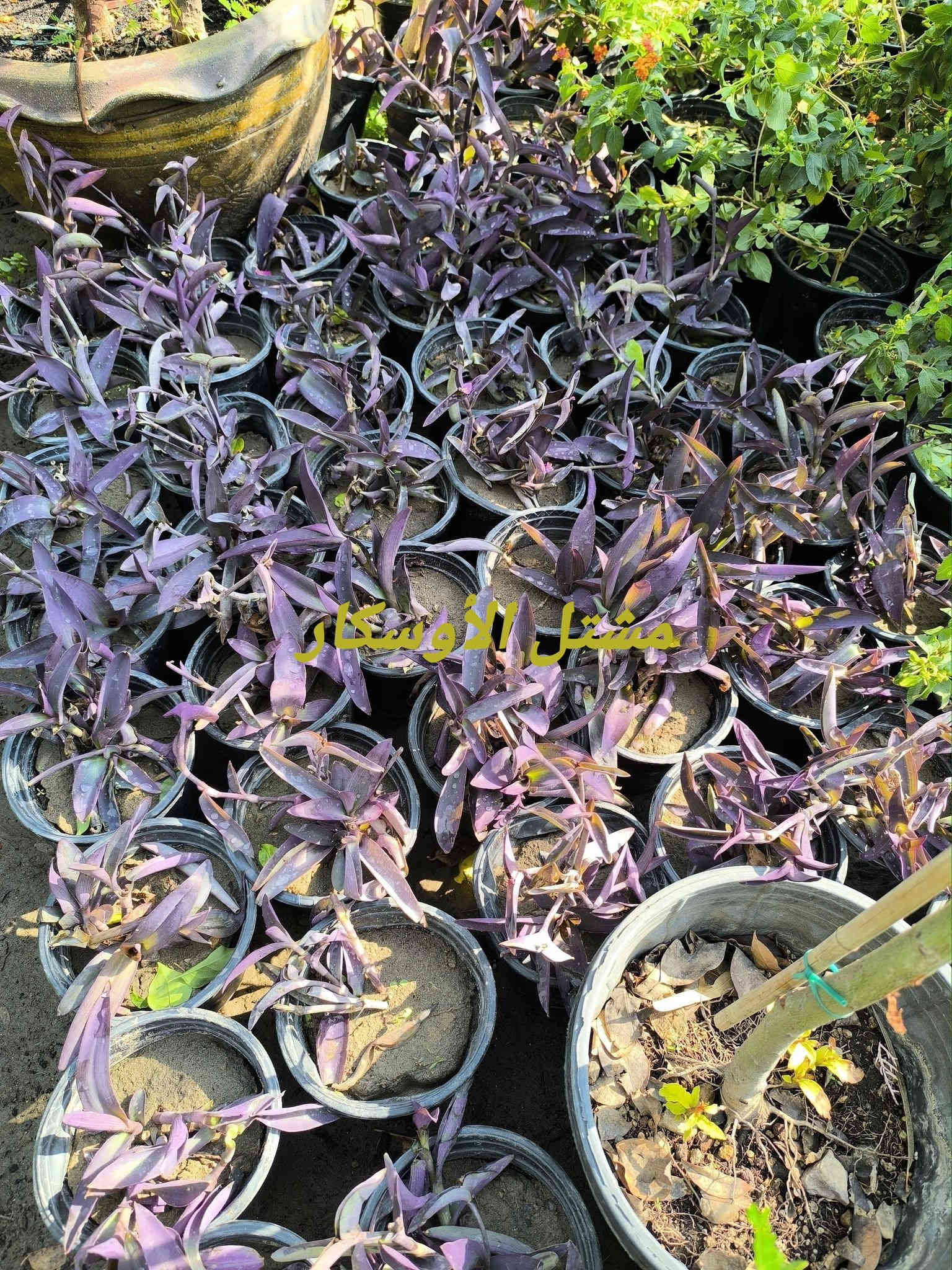 نبات اليهودية أو المكحلة 
متوفرة بسعر 2,000

📍 زورونا في موقعنا:
مشتل الأوسكار – حي الحنانة – شارع نجف _ كوفة
(مقابل غرفة تجارة النجف و فريندز كافيه ومطعم شريف– مجاور متنزه الحنانة العائلي)

🕗 أوقات الدوام:
من 8:30 صباحاً إلى 8:00 مساءً

📞 للطلب والاستفسار:
*********** – ***********
(اتصال / واتساب / مراسلة عبر فيسبوك)
 متوفر دفع  زين  كاش ومتوفر ماستر  

🚗 يتوفر توصيل داخل النجف
موجودين في تطبيق توترز لبعض المواد الزراعية 

أهلاً وسهلاً بكم دائماً في مشتل الأوسكار 🌹🌹🌹
