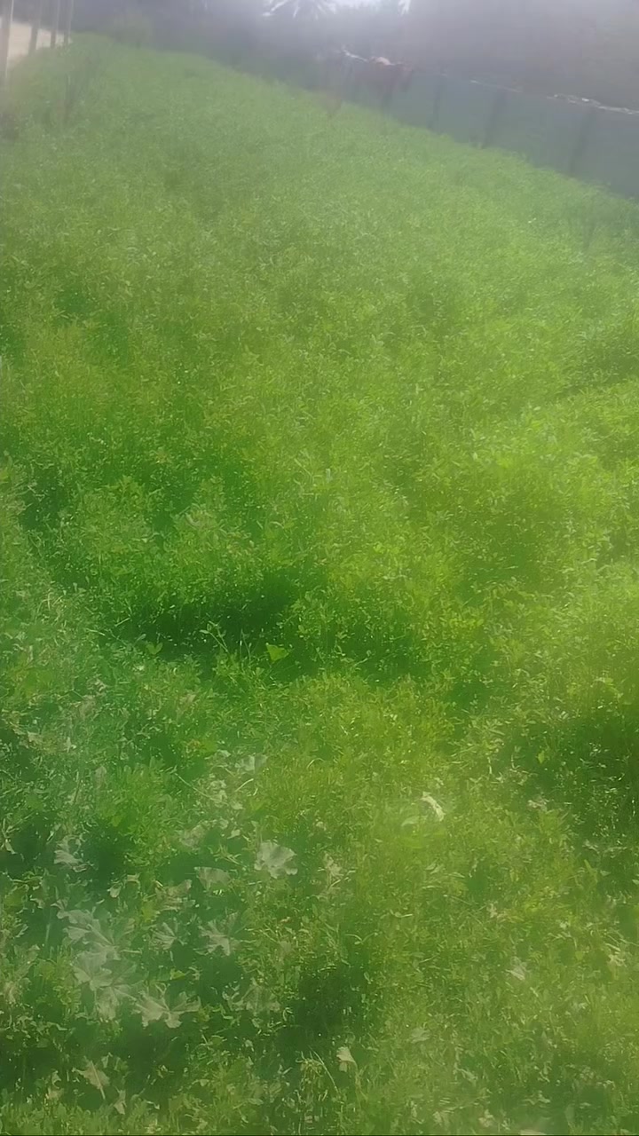 برسيم حشه ثانيه بيه اربع ستوتات
مكاني الساده آل بوهلاله
***********
