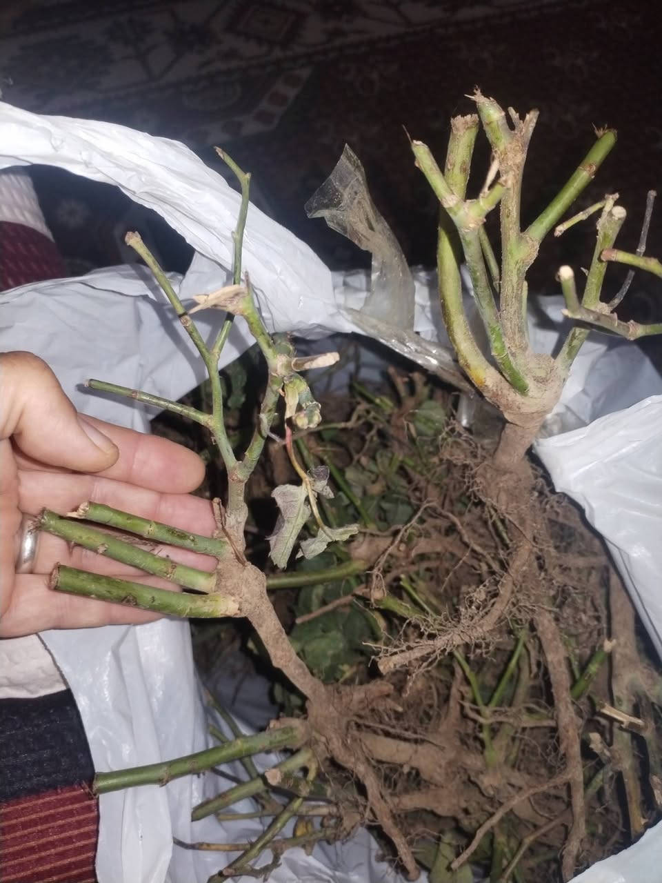 بسم الله الرحمن الرحيم 
يسر مشتل ان يعلن لكم عن توفر ورد جوري تنخيل 5الوان وسلطاني عطري مختلط مقلمه ومنضفه وجاهزه للزراعه بلتربه مباشرتا كما مبين بلصور 
مشتل الزهراء في ميسان العماره بستان دور النفط شارع مقبره الصابئه قرب جملونات بيت العنتاكي للدواشك والحصران داخل الفرع 
،***********
***********
