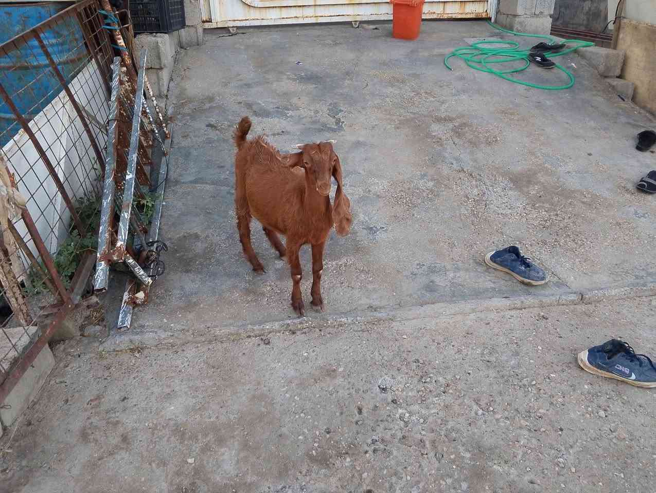 السلام عليكم صخل كزكز للبيع مكاني ديالى بلدروز السعر الاتصال على الرقم ***********
