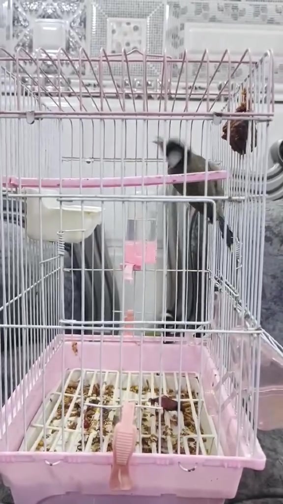 للبيع للبيع للبيع 
بلبل اليف قفص مثل متشوفه بلتصوير بي خوفه بس من يجوع ياكل من الايد
السعر ب 30 الف بدون قفص 
مكاني الفلوجه 
الاستفسار الاتصال ع الرقم 
***********
