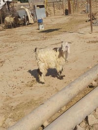 الريحانه • متاح • توصيل