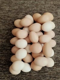 بيض هندي • كوبره اصلي • ٦ حبات