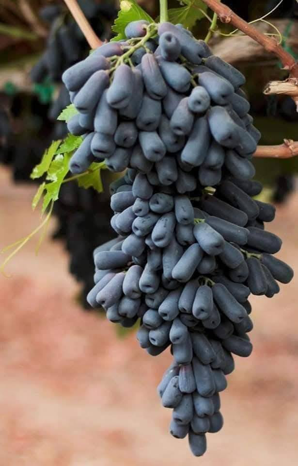 السلام عليكم متابعينا 🤍.
🍇🍇بمناسبه الموسم الربيعي توفرت مجموعه جديده من شتلات عنب الياقوت الاسود 🍇🍇☘️

ارتفاع متر وربع تقريباً ✨
السعر ١٥ الف فقط 🔥 

يُعد عنب الياقوت الأسود من الأنواع المميزة جداً بسبب شكله الغريب الذي يشبه الإصبع، لذلك يلفت الانتباه فور رؤيته. يتميز بحبات طويلة بلون بنفسجي غامق مائل إلى الأسود، وهو من الأنواع المرغوبة في الأسواق بسبب شكله المختلف وطعمه اللذيذ.
✨ مواصفاته: • حبات طويلة تشبه شكل الإصبع
• لون بنفسجي داكن أو أسود
• طعم حلو جداً ومقرمش
• غالباً بدون بذور
• يعطي عناقيد كبيرة وجميلة
🍇 طعم العنب: يتميز بطعم حلو ومميز مع قوام مقرمش، وبعض الناس يصفون نكهته بأنها قريبة من نكهة البرقوق أو العنب المركز.
🌿 فوائده الصحية: العنب بشكل عام غني بالعناصر المفيدة للجسم مثل: • مضادات الأكسدة التي تحمي الخلايا
• فيتامين C الذي يقوي المناعة
• فيتامين K المفيد لصحة العظام
• يساعد على دعم صحة القلب وتحسين الدورة الدموية
🌱 طريقة زراعته:
1️⃣ المناخ:
ينجح في المناطق المشمسة والدافئة، لأن العنب يحتاج إلى شمس قوية أغلب ساعات النهار.
2️⃣ التربة:
يفضل التربة الخصبة جيدة التصريف، لأن تجمع الماء حول الجذور قد يسبب تعفنها.
3️⃣ الري:
يحتاج إلى ري منتظم خصوصاً في الصيف، لكن بدون إفراط حتى لا تتضرر الجذور.
4️⃣ التقليم:
يعتبر التقليم من أهم خطوات العناية بالعنب، لأنه يساعد على زيادة الإنتاج وتحسين جودة العناقيد.
5️⃣ الدعامة:
يجب أن ينمو على تعريشة أو أسلاك مثل أغلب أنواع العنب حتى تنمو العناقيد بشكل جيد.
🍇 موعد الإثمار: تبدأ شجرة العنب عادة بالإثمار بعد حوالي 2 إلى 3 سنوات من الزراعة إذا كانت العناية بها جيدة.
🌿 مميزاته في الزراعة: • إنتاجه جيد
• شكله يجذب المشترين في الأسواق
• طعمه مميز ومحبوب
• يمكن زراعته في الحدائق أو المزارع وحتى بعض الأسطح إذا توفرت مساحة كافية
📌 لهذا السبب أصبح عنب الإصبع الأسود من الأنواع المميزة والمطلوبة عالمياً، لأنه يجمع بين الشكل الجميل والطعم اللذيذ.
📍العنوان: بابل/ محاويل.
📍 متوفر توصيل لجميع محافظات العراق 🚗🚗 
📍للحجز والاستفسار يرجى مراسله الصفحه او مراسلتنا على واتساب من خلال الرقم:
***********
