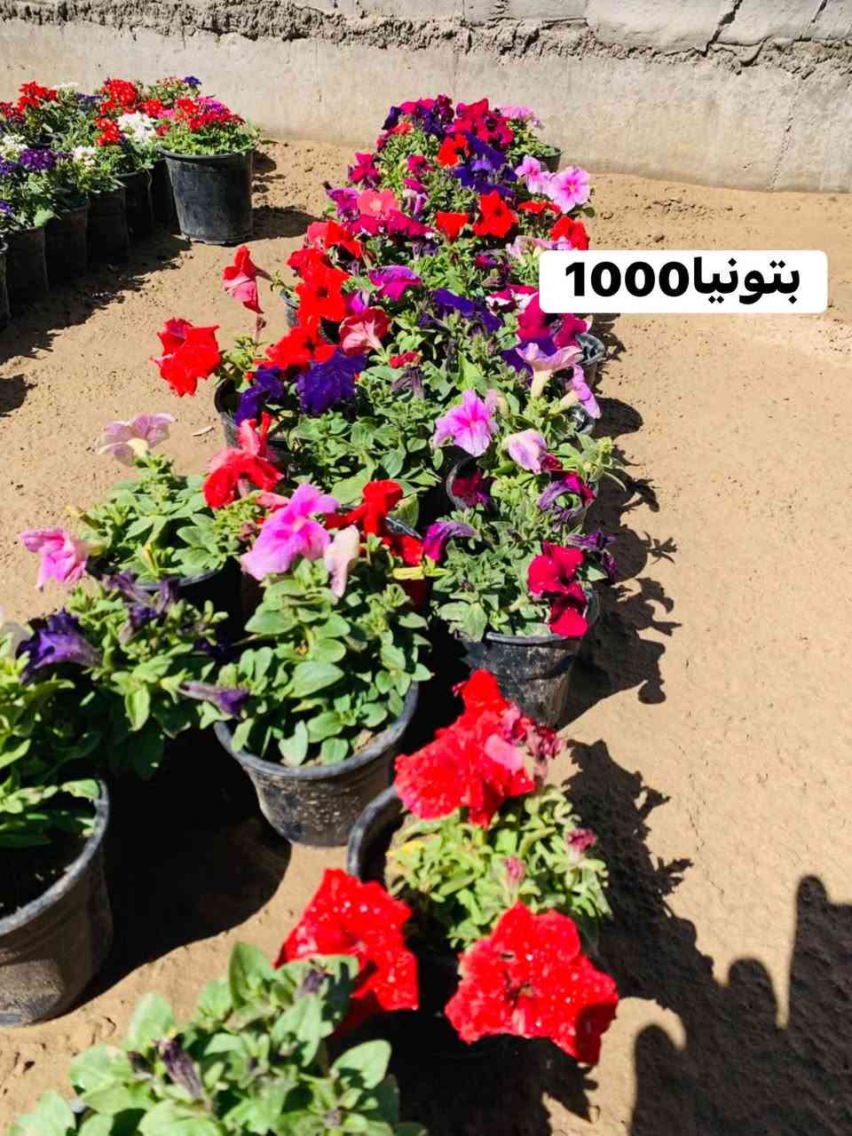 #الاسعار #داخل #صوره


**إذا كنت صاحب هذا الإعلان وتريد حذفه لأي سبب، رجاءا أرسل رسالة إلى الدعم الفني**