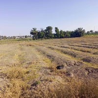 للبيع دونم طابو سند 25 ابو غريب حميد شعبان غرب مدرسه الابصاط الاخضر خد...