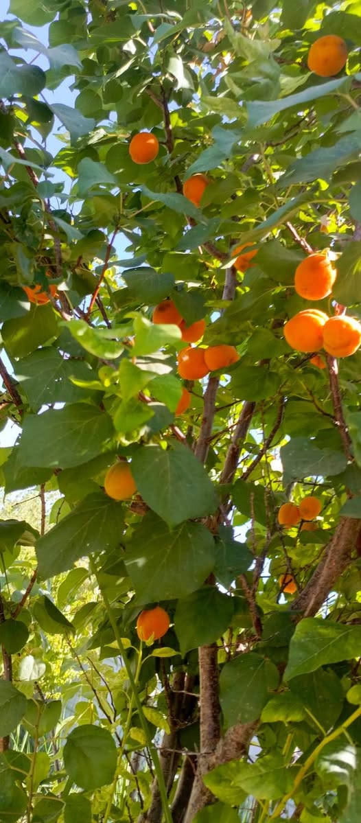بستان صغيره 500متر طابو زراعي سند 25 تتوفر فيها جميع الخدمات ماء اساله وماء سقي وكهرباء ومسيج بالكامل الواجهه 21 متر والنزال 24 متر الموقع بغداد الراشديه نهاية منطقه العاصفه السعر جدا مناسب 37 مليون وقابله للتفاوض للاستفسار الاتصال على الرقم *********** مكتب العبيدي للعقار
