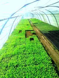 شتلات وبذور • باذنجان سوري • حلة الطهمازية