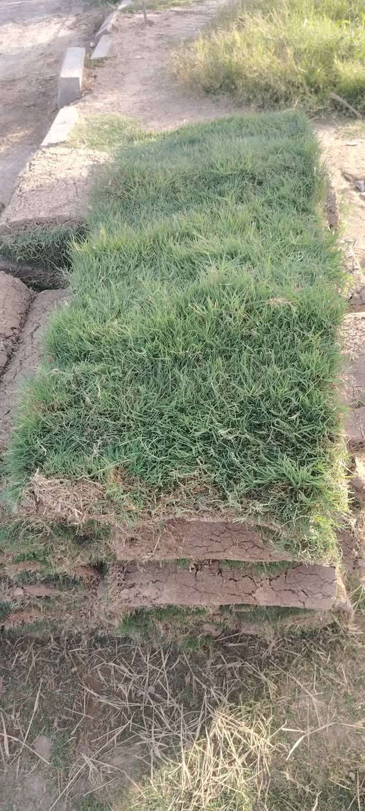 السلام السلام عليكم متوفر ثيل هندي جديد هو انواع المتسلقات وانواع الورد الجوري وحمضيات واشجار الفواكه العنوان وسط قضاء الاحرار الحسينيه بصف مكتب غانم للعقارب صف علوان ابو الدهن


**إذا كنت صاحب هذا الإعلان وتريد حذفه لأي سبب، رجاءا أرسل رسالة إلى الدعم الفني**