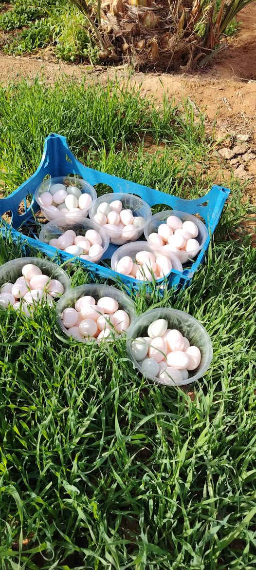 سلام عليكم
متوفر بيض بط العدد 120وبيض عرب 52وبيض فسيفس 8 المكان هيت المعموره


**إذا كنت صاحب هذا الإعلان وتريد حذفه لأي سبب، رجاءا أرسل رسالة إلى الدعم الفني**