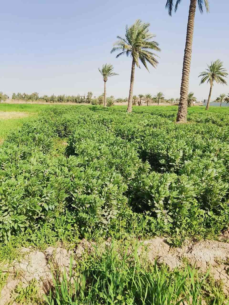 سلام عليكم عندي دونم و 400 متر لوجهيه 28 نزال 103 تحتوي على بيرماه حلو شارع مالته 6متر تبعد عن.شارع.ريسي 100متر.ابوغريب  وراء الناحيه         
قيرمتواجد على الفيس 
تصل ***********
