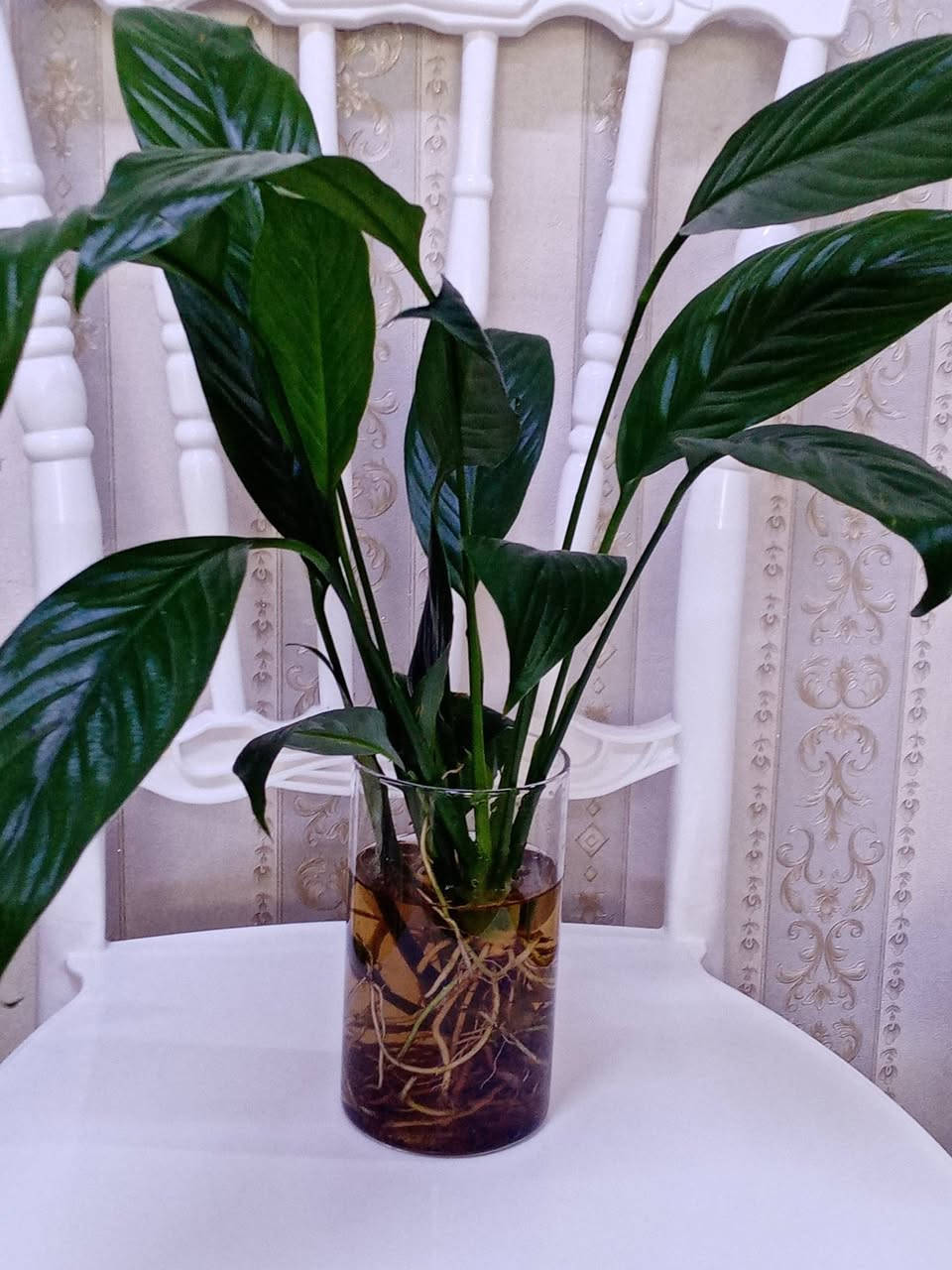 زرع طبيعي ماءي قاروره زرع بلتربه سعر حسب حجم السندانه


**إذا كنت صاحب هذا الإعلان وتريد حذفه لأي سبب، رجاءا أرسل رسالة إلى الدعم الفني**