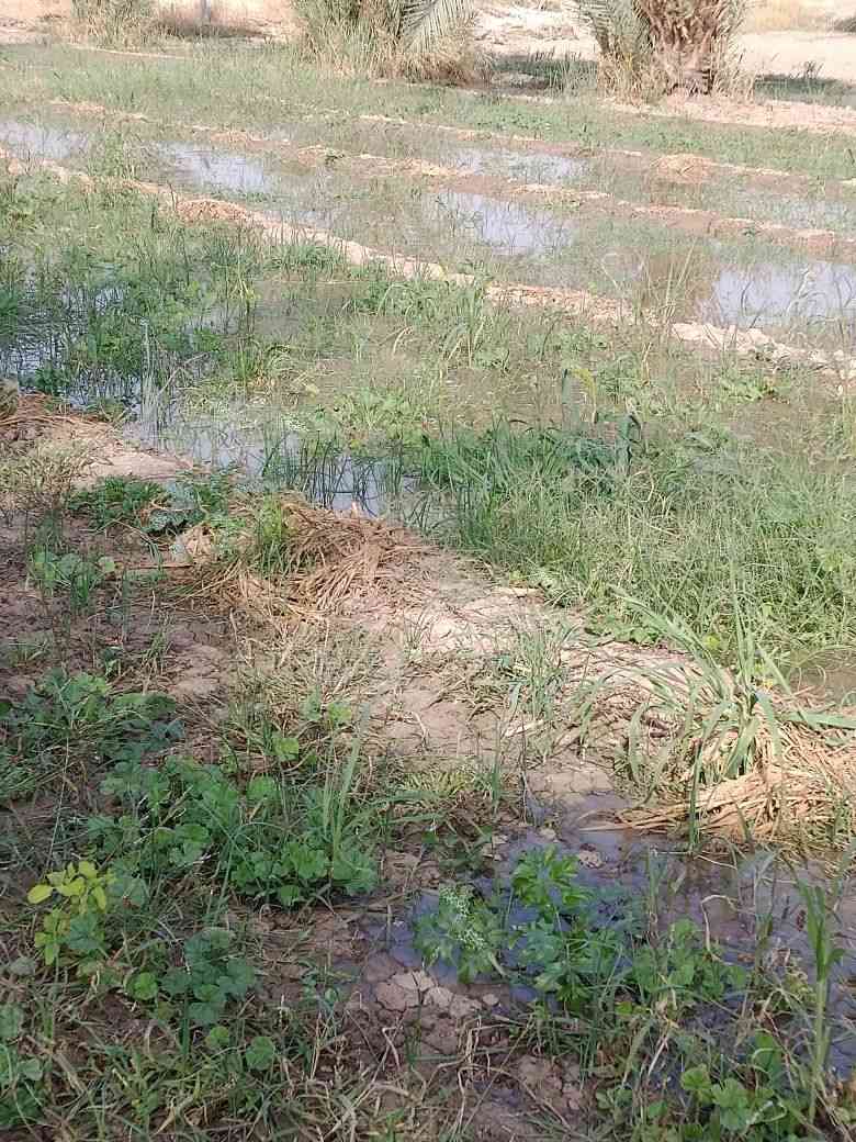 السلام عليكم يوجد لدينا دونم للبيع طابو زراعي سنه 25 باسم ملاك فقط اخوان خدماته موجوده فول الفول ماء كهرباء شارع مكان بابل شارع الامام بكر عليه السلام خلف مقام نبي الله ابراهيم الخليل عليه السلام الاستفسار ***********
