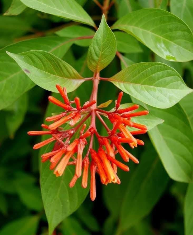 🍁#مشتل الحدائق والنباتات 🍁
توفرت مجموعه جديده من شتلات نبات الهيمالايا🌸✨

ارتفاع متر   تقريباً ✨
السعر ١٢ الف 🔥

علما بأن الكميه محدوده❤️.
🍂الوصف النباتي بالاسفل🍂.

شتلة هيميليا (Hamelia patens) الصحية لإضفاء لمسة من الجمال والألوان الزاهية إلى حديقتك! 🌺✨** تُعرف الهيميليا أيضًا باسم "نبات نار الصبار" أو "أراجيح النار"، وتتميز بأزهارها البرتقالية أو الحمراء. إليك بعض المعلومات حول كيفية زراعتها ورعايتها:
كيفية زراعة هيميليا: 

الري: تحتاج الهيميليا إلى ري معتدل. يُفضل أن تُروى النبتة عندما تجف التربة السطحية. تأكد من تجنب الإفراط في الري، حيث يمكن أن يؤدي ذلك إلى تعفن الجذور. 

الإضاءة : تُفضل الهيميليا الشمس الساطعة، لذا يُنصح بزراعتها في أماكن تتلقى 6-8 ساعات من ضوء الشمس المباشر يوميًا للحصول على أفضل نمو وإنتاج للأزهار. 

درجة الحرارة : تنمو الهيميليا بشكل جيد في درجات حرارة تتراوح بين 20-30 درجة مئوية. تُعتبر نباتات مقاومة للأجواء الحارة، ولكن يجب توخي الحذر من الصقيع. 

التربه : تحتاج الهيميليا إلى تربة جيدة التصريف وغنية بالمواد العضوية. يُفضل استخدام مزيج من التربة الطينية والرملية لتحقيق قيمة أفضل لتصريف المياه. 

التسميد: يُفضل استخدام سماد متوازن أو سماد عضوي كل 4-6 أسابيع خلال موسم النمو (الربيع والصيف) لتعزيز النمو وزيادة عدد الأزهار. 

📍العناية العامة: تأكد من تقليم النبات بانتظام لتعزيز النمو الكثيف وترتيب الأزهار. راقب النباتات بانتظام للكشف عن أي آفات أو علامات مرض. 

📍الفوائد: تُعتبر الهيميليا جاذبة للفراشات والنحل، مما يعزز التنوع البيولوجي في الحديقة. كما تُعتبر خيارًا رائعًا لتنسيق الحدائق بسبب جمال أزهارها.

متوفر توصيل لجميع محافظات العراق 🩵
 للحجز والاستفسار يرجى مراسله الصفحه 🩷


**إذا كنت صاحب هذا الإعلان وتريد حذفه لأي سبب، رجاءا أرسل رسالة إلى الدعم الفني**