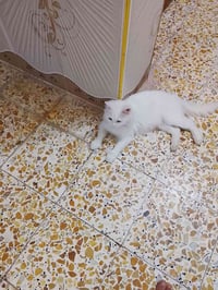 قط • حيوان أليف