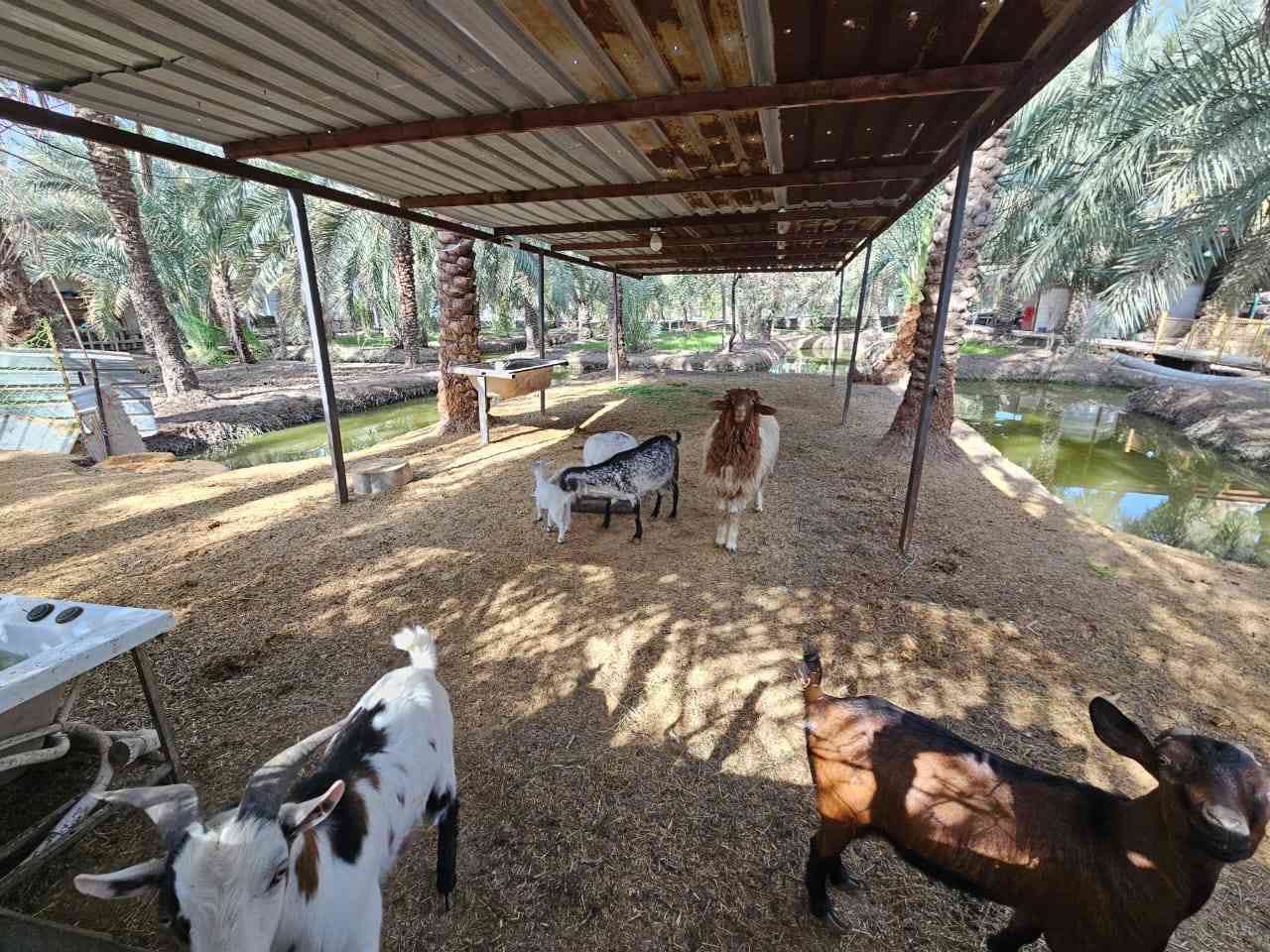 بستان للبيع مساحة دونمين و١٥٠م في ابوالخصيب حمدان طابو صرف تحويل ***********# ارض عامره ومزروعه جاهزه للاخير....نسستقبل كافه العروض لديكم أعزائي ابو الخصيب, البصرة
