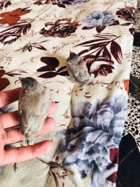 بلابل • للبيع • سعر