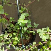 دمعة الطفل • حجم كبير • نبات منزلي