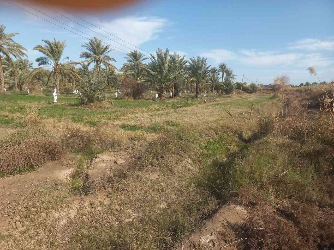 مزرعه عله شط ديوانيه النسيج فرع الصكور محتاجين فلاح يكعد بيها    بيها بيت حالين مزروعه جت  + 200 نخله  شكر حلاوي  خضراوي زهدي ماي دلال  التواصل  ***********
