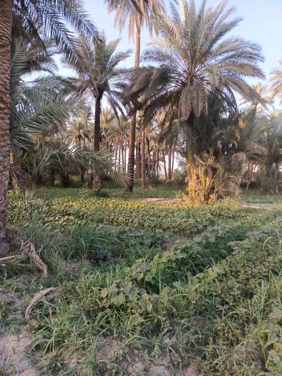 عندي بستان المساحه ٤ونص دونم سند طابو زراعي بسمي على طريق شريفه بنت الحسن تبعد عن الشارع ١٠٠ متر وبيه ماء وكهرباء سعر الدونم ٩٥ مليون منطقة ابي غرق الوسط قريب حسينة سيد شاكر ولادة قريب بيت سيد فارس بيه ١٥٠ نخله


**إذا كنت صاحب هذا الإعلان وتريد حذفه لأي سبب، رجاءا أرسل رسالة إلى الدعم الفني**