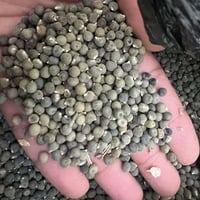 بذور بانيا • درجة أولى • ذي قار