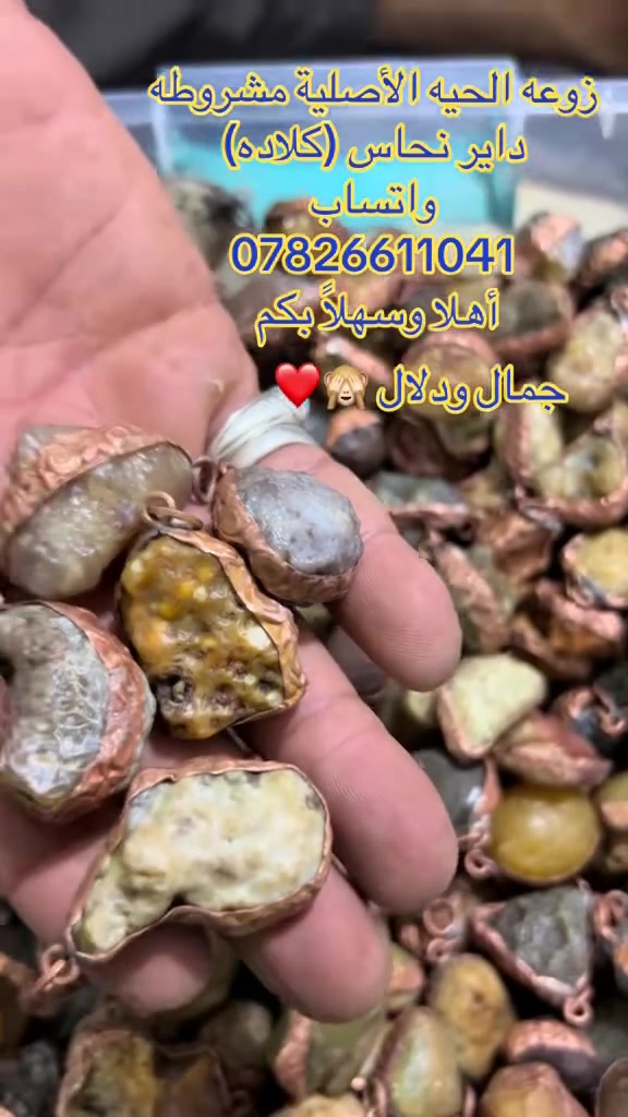 ✨ زوعة الحية الأصلية داير نحاس، شغل يدوي متقن ولمسة فريدة لعشاق الأحجار النادرة. 
للحجز والاستفسار واتساب 
: *********** ✨
جمله فقط
