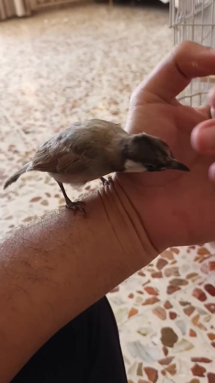 بلبل فول اليف وياكل وحده ب٥٠ وبي مجال بسيط مكاني بيجي


**إذا كنت صاحب هذا الإعلان وتريد حذفه لأي سبب، رجاءا أرسل رسالة إلى الدعم الفني**
